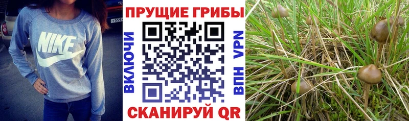 что такое Павлово Псилоцибиновые грибы GOLDEN TEACHER